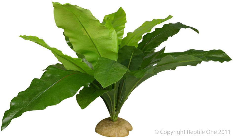 PLANT REPTILE - BIRD'S NEST (L) - 45 X 40 X 56CM