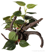 ORNAMENT DRIFTWOOD W/ANUBIAS MEDIUM 36X34.5X33.5CM