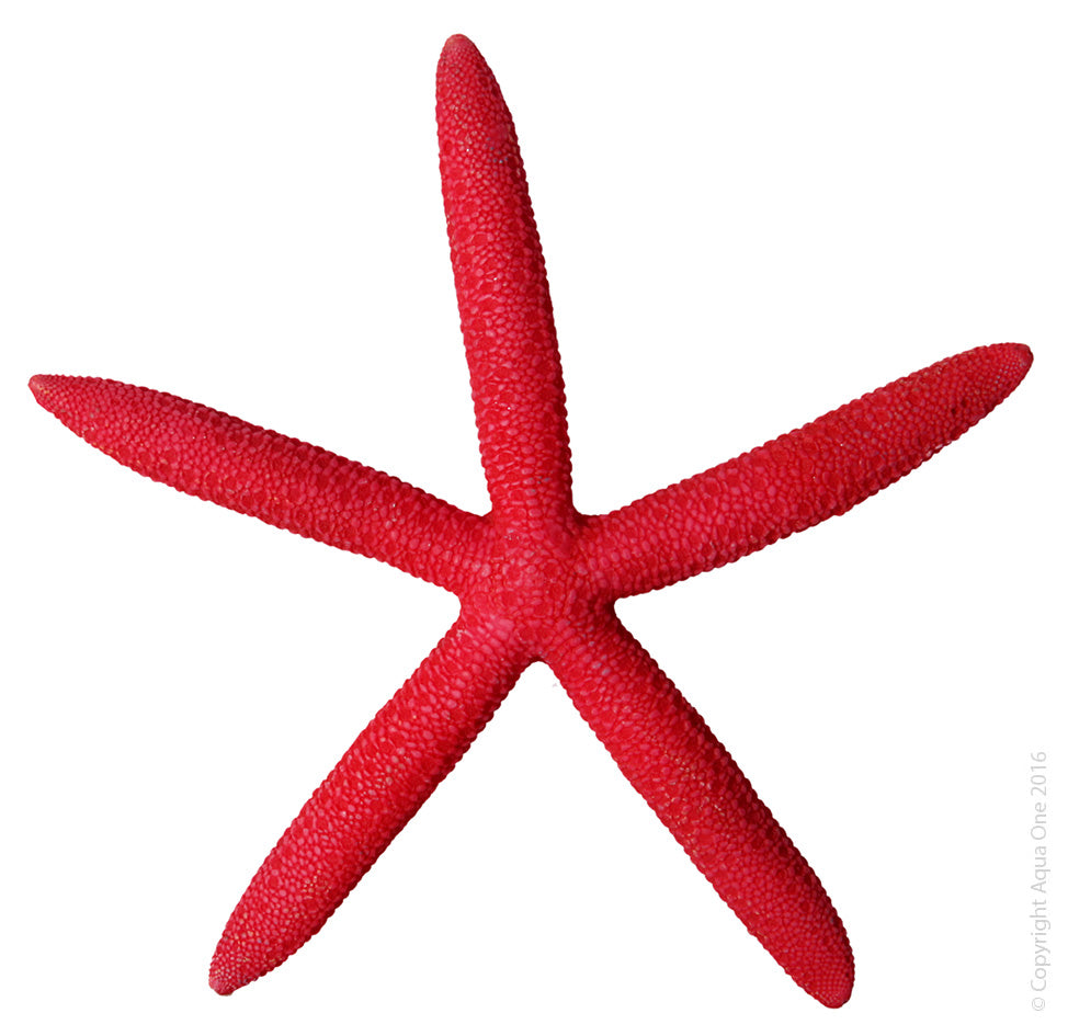 Aqua One Hermit Crab Starfish Red 15x13.8x1.7Cm