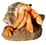 HERMIT CRAB MOTHER AND BABY ORANGE 8.1X6.7X5.8CM