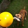 Home Alone Dog Toy - Large