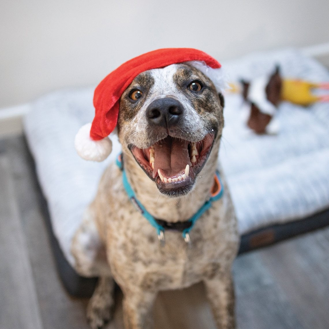 Kazoo Christmas Santa Hat - Small