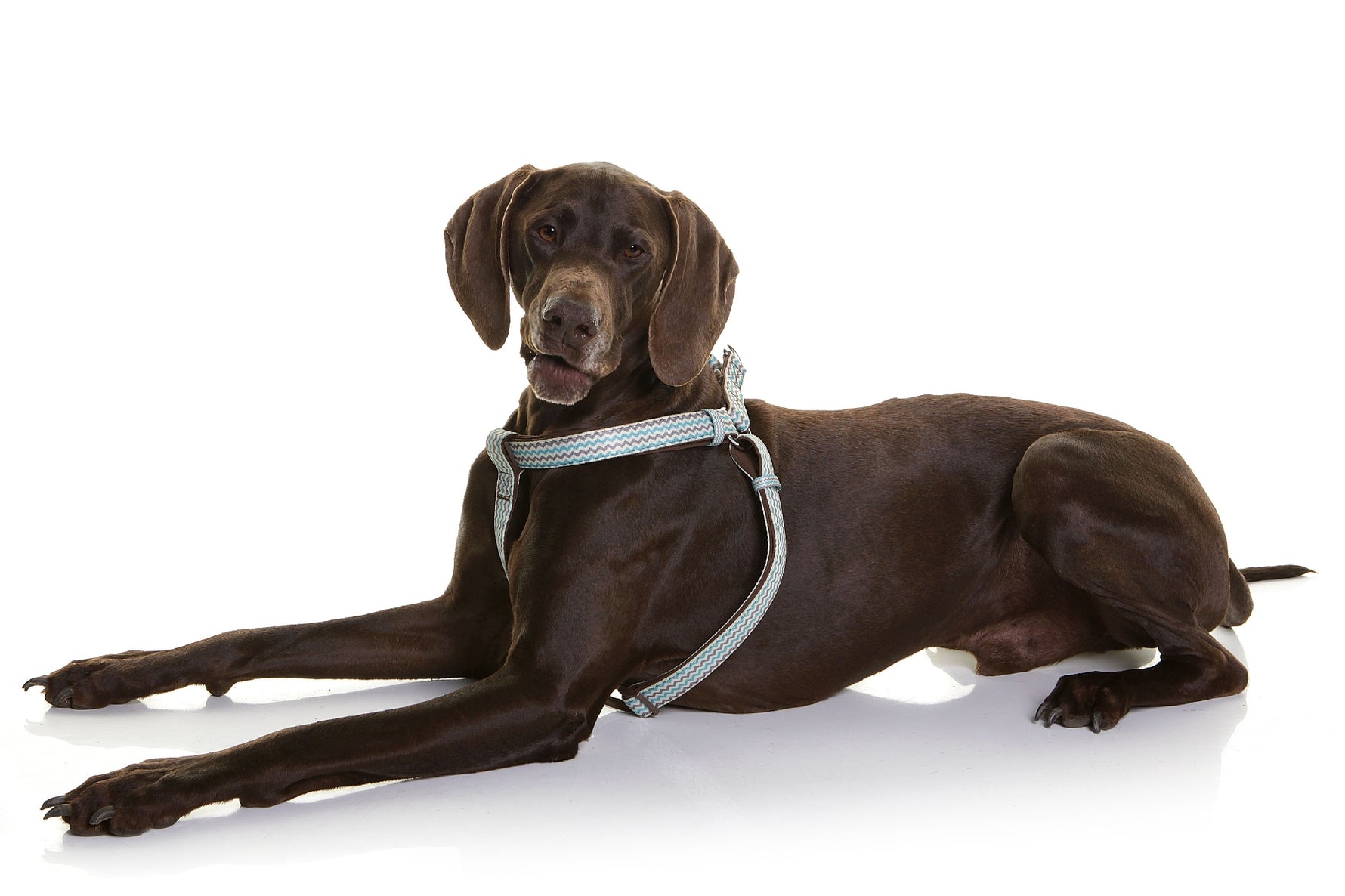 Doog Benji Harness - Brown & Blue Zigzag [Sz:X Small]