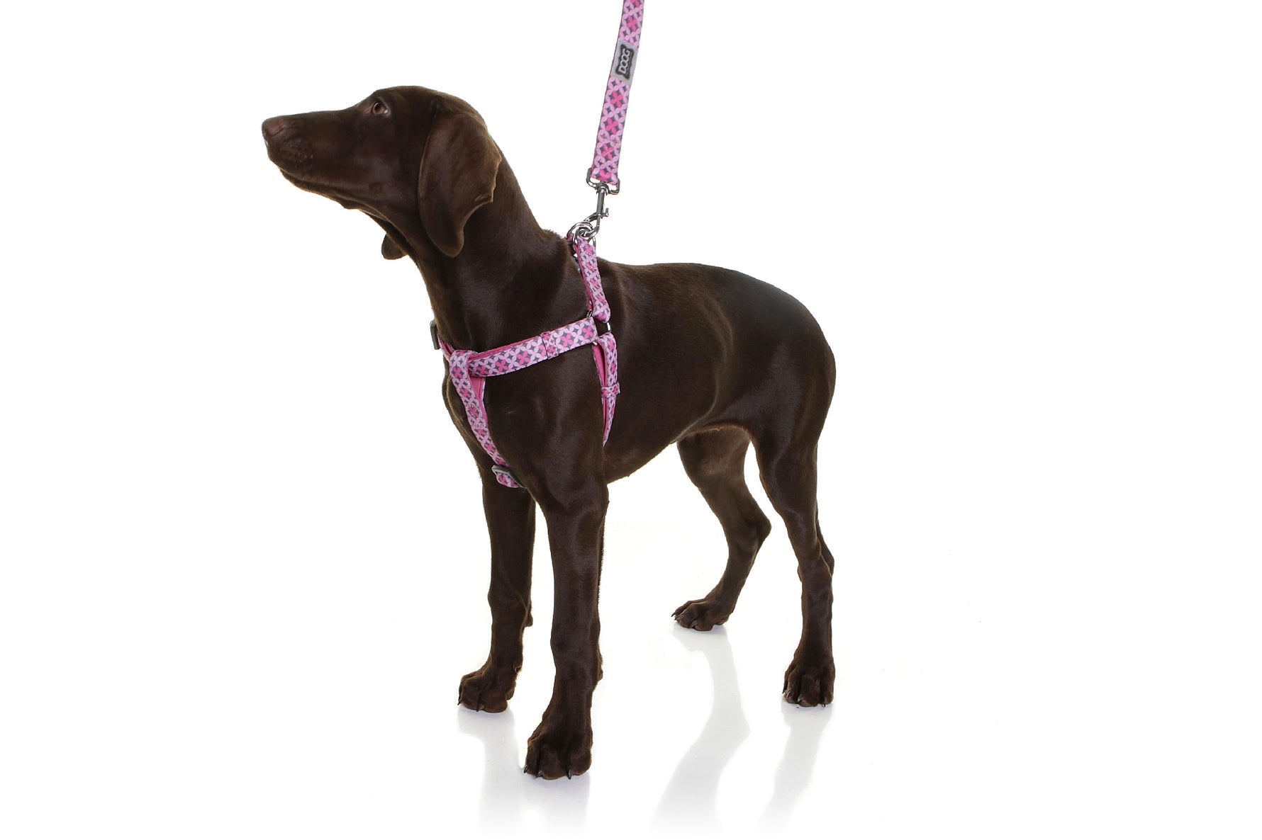 Doog Toto Harness - Pink & Grey [Sz:X Small]