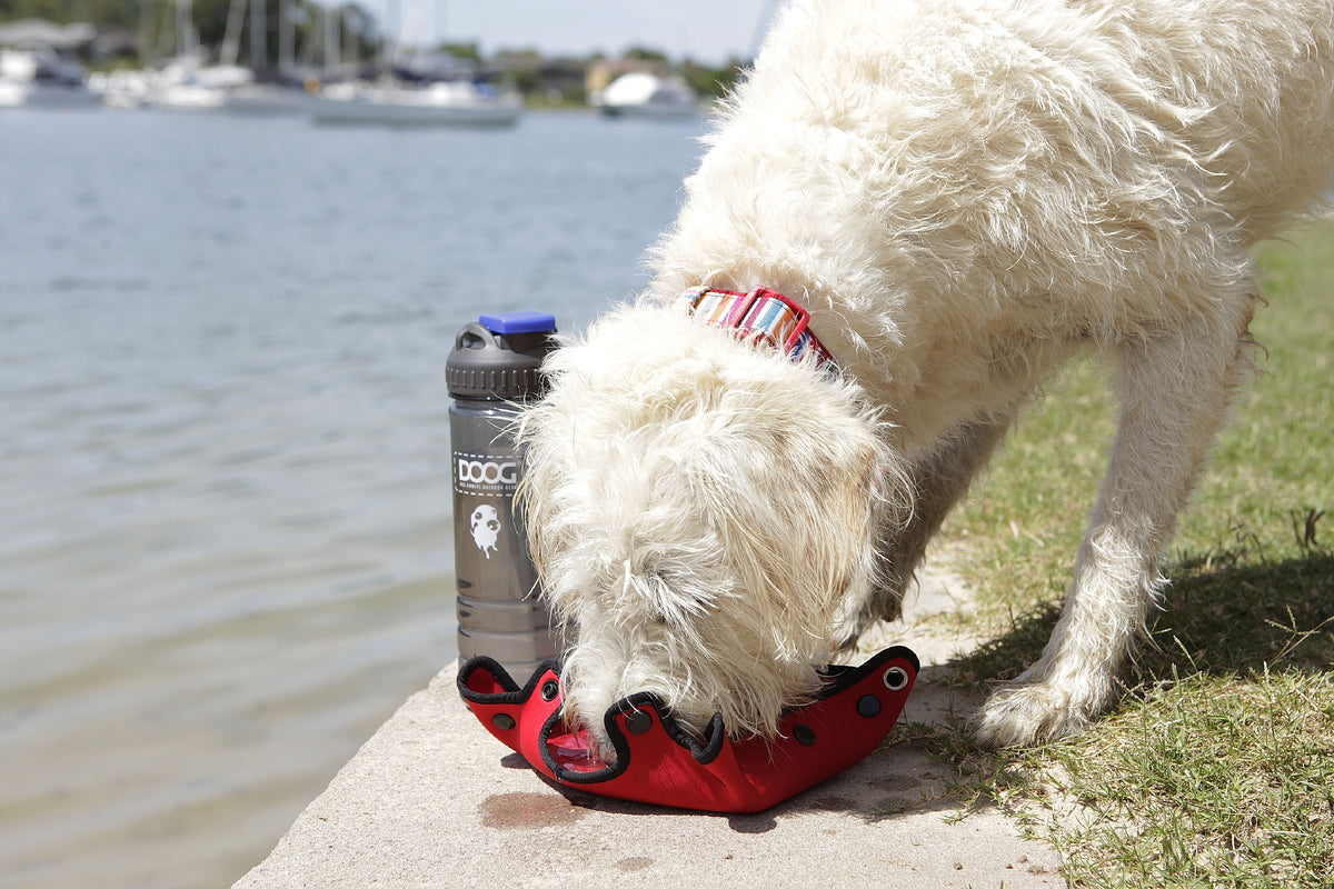 Doog Scooby Harness - Candy Striped [Sz:X Small]