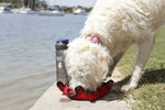 Doog Scooby Harness - Candy Striped [Sz:X Small]