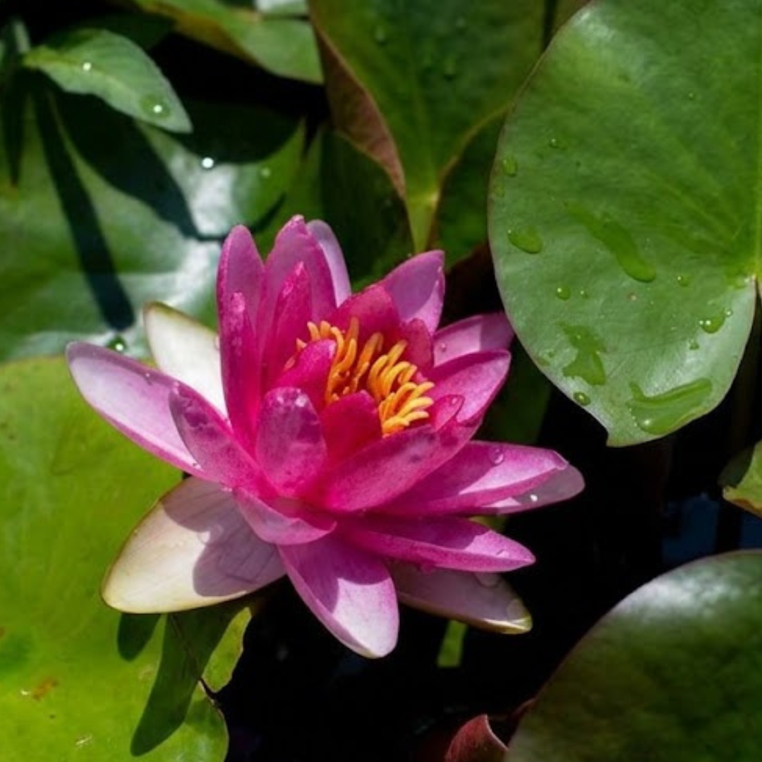 Attraction Hardy Water Lily (Nymphaea) - Corm only