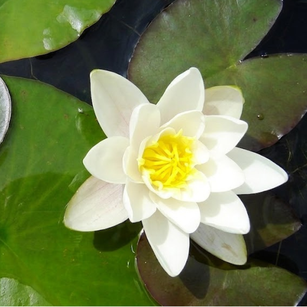 Bianco Hardy Water Lily (nymphaea) - Corm only
