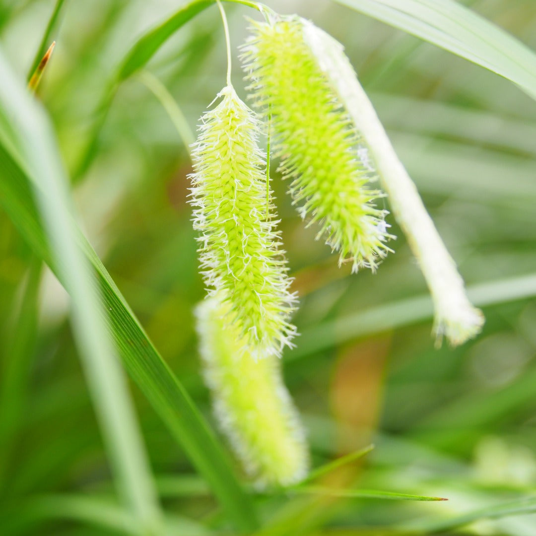 Frog Grass (Carex fascicularis) with floating ring