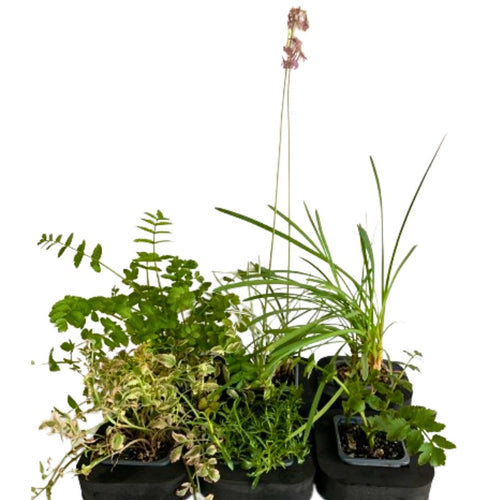 Culinary Pond Plant Starter pack  with includes 7cm Floating Rings