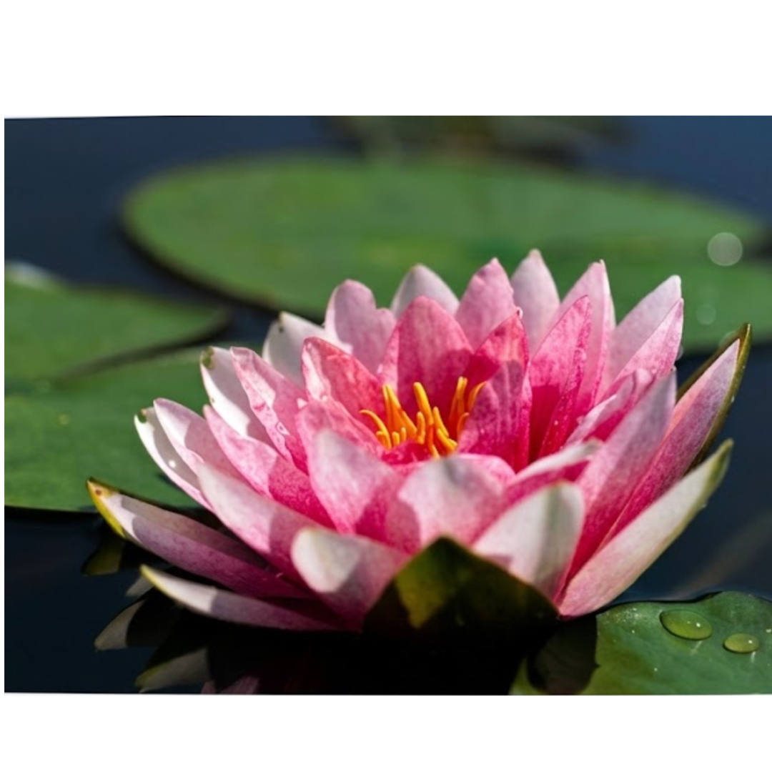 Darwin Hardy Water Lily (nymphaea) - Corm only