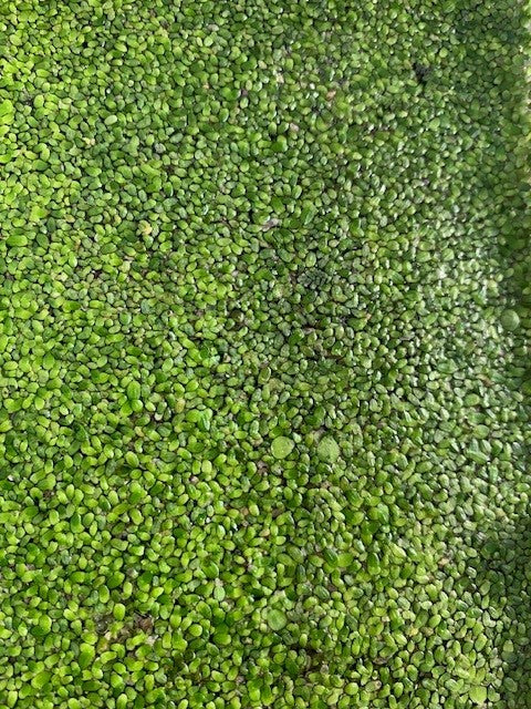 Duckweed (Lemnoideae)