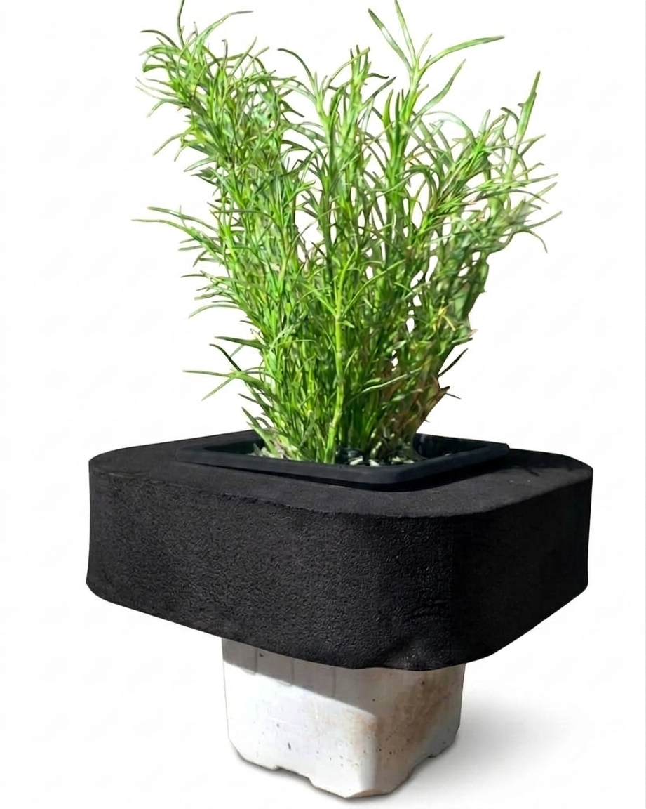 Dwarf Tassel Cord Rush (Baloskion tetraphyllus 'Dwarf') with floating ring