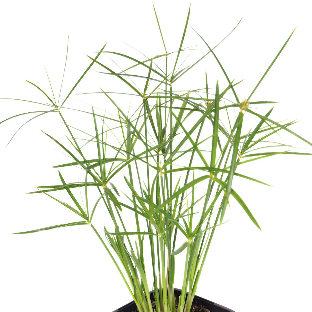 Dwarf Umbrella Grass (Cyperus Alternifolius Nanus) Pond Plant with Floating Ring