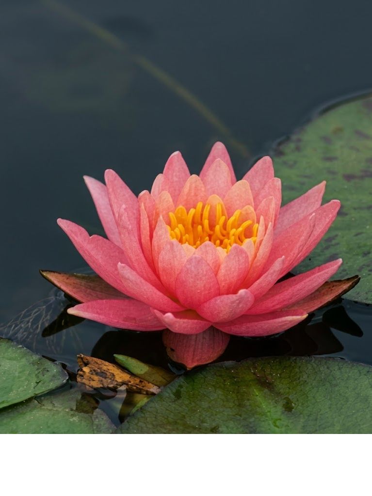 Fabiola Hardy Water Lily (nymphaea) - Corm only