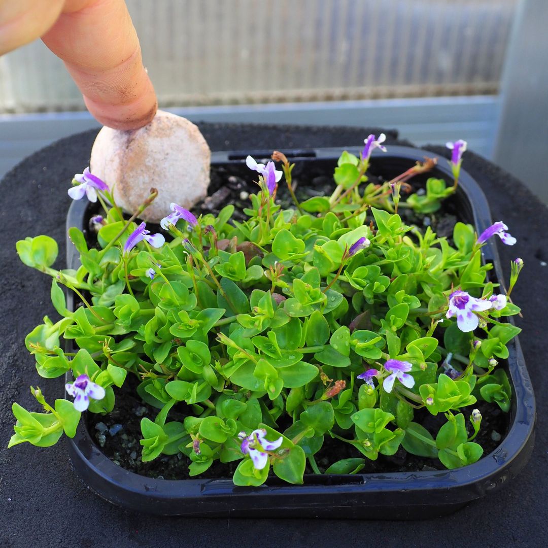 Pond Plantz Time Release Fertilizer