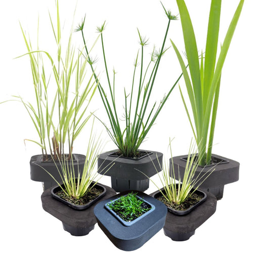 Frog Attracting 7cm Pond Plant Starter Pack with Floating Rings