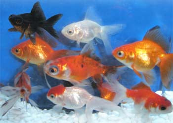 Fantail 9cm