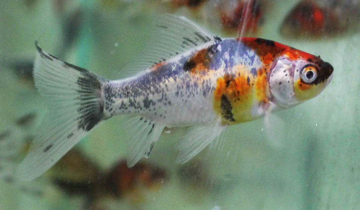 Shubinkin 9cm