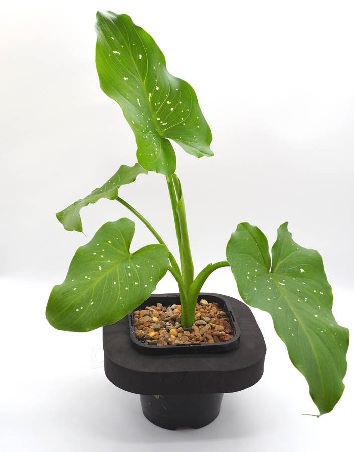 Goddess lily sparkles (Zantedeschia sp) with floating ring