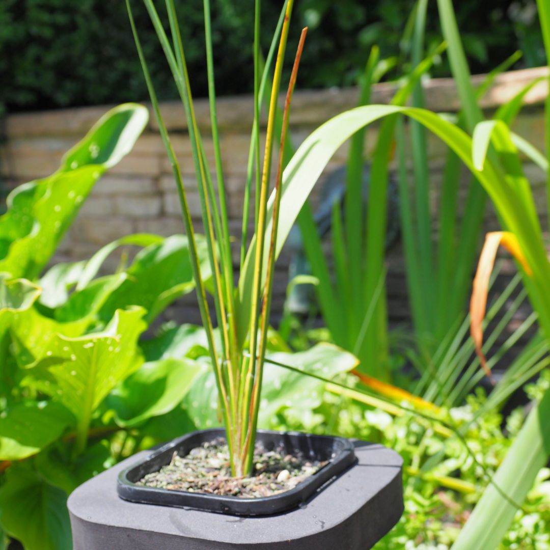 Golden Striped Rush  (Baumea rubiginosa variegata) Pond Plant with floating pond ring