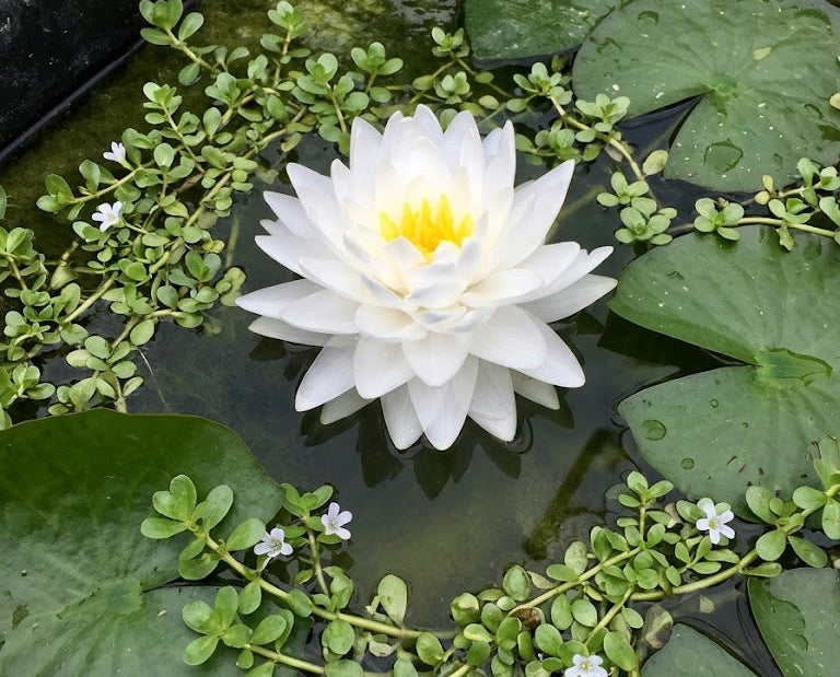 Gonnere Hardy Water Lily  Nymphaea - Corm only
