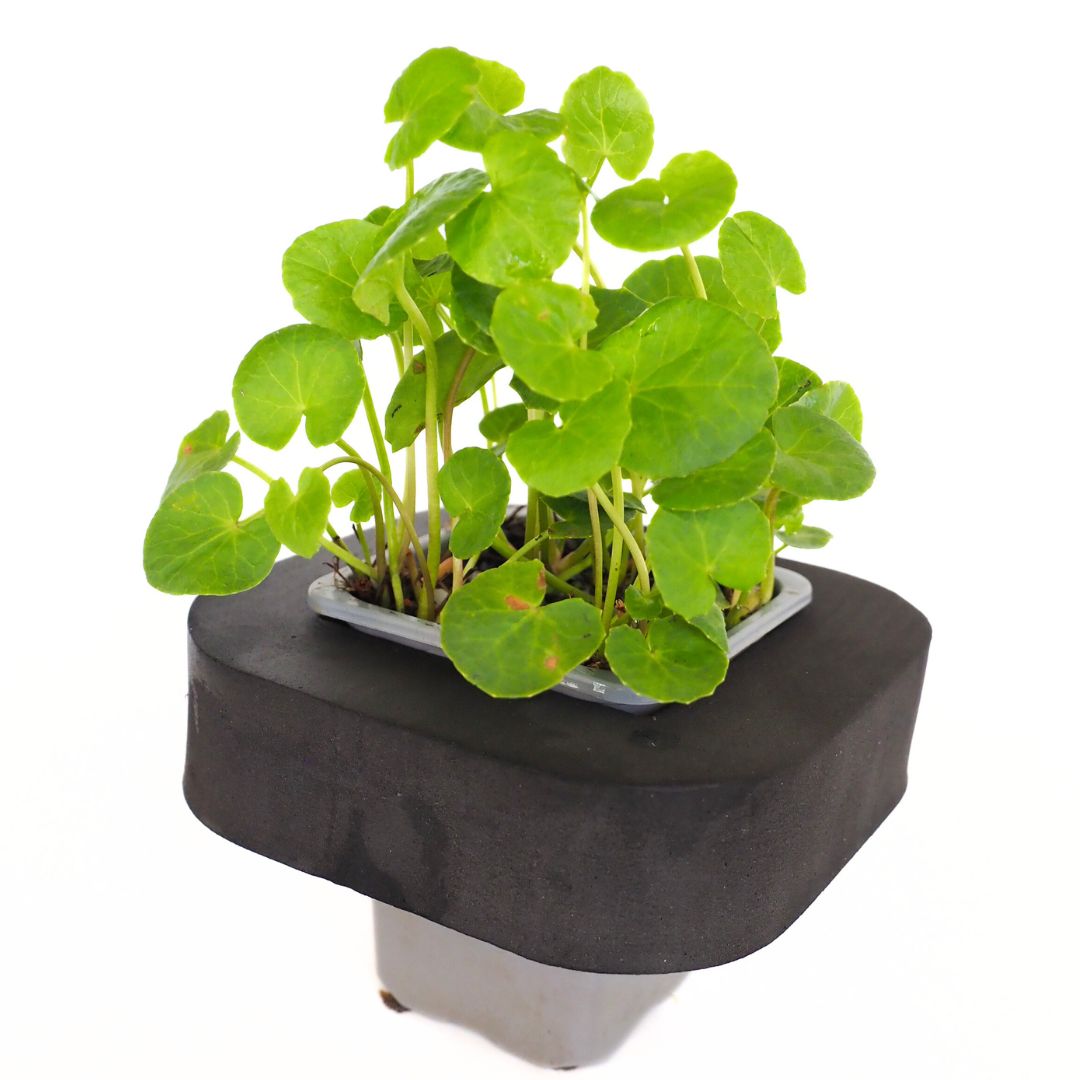 Gotu Kola (Centella asiatica) 7cm pot and floating ring