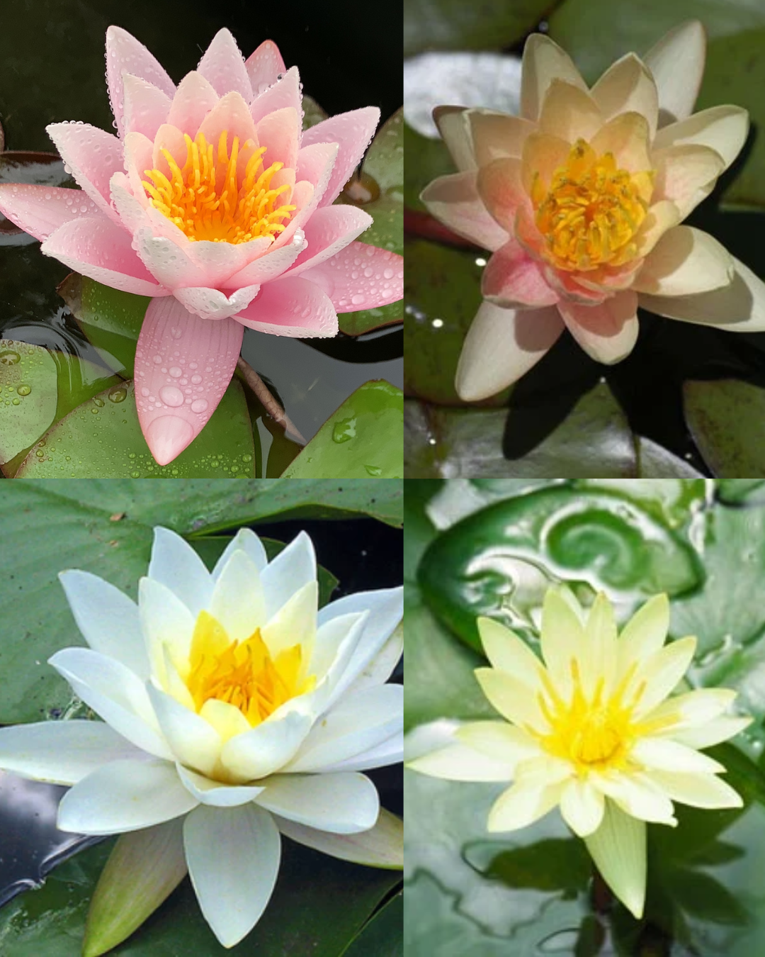Water lily starter pack - 4 corm pack  (Nymphaea hardy hybrids)