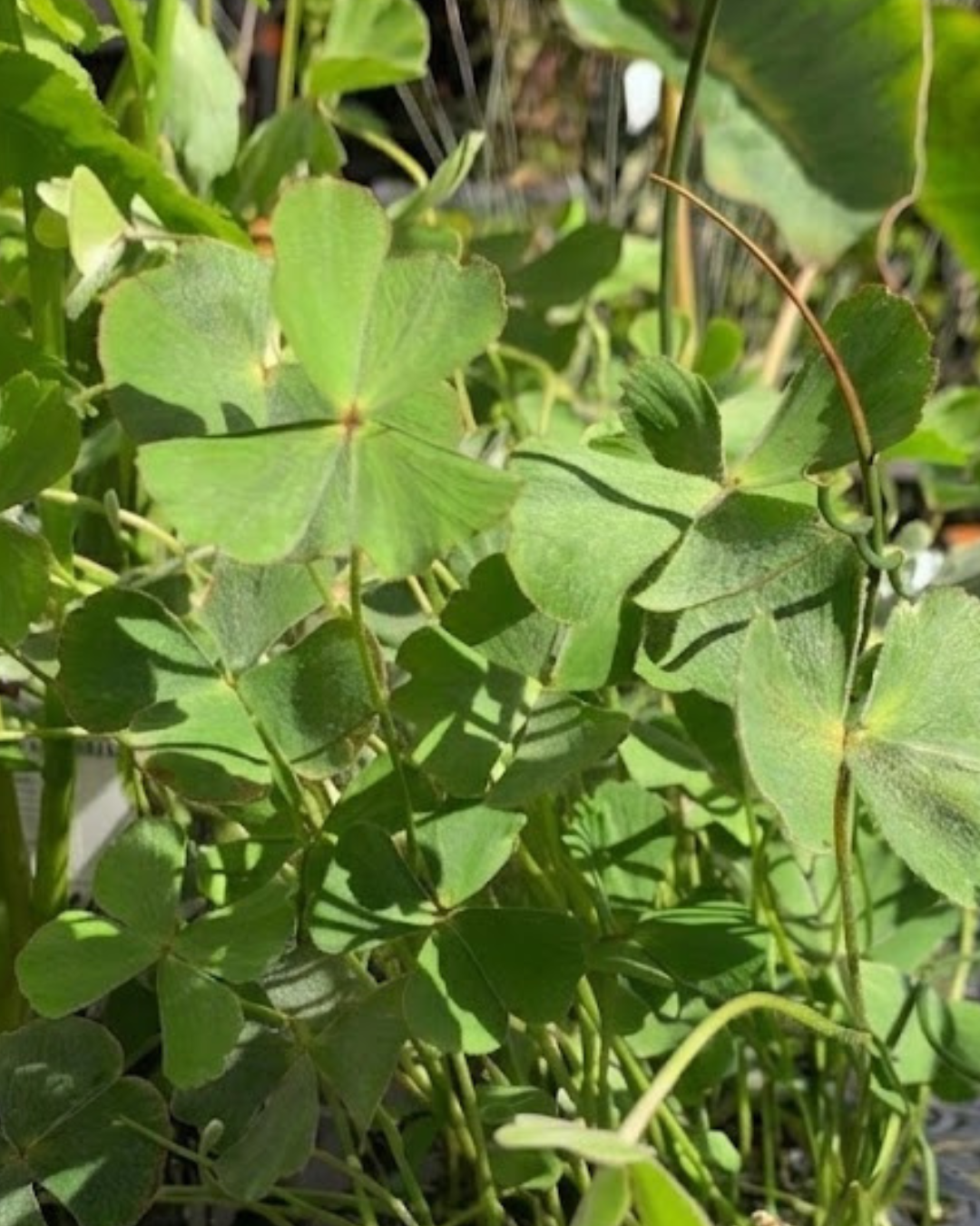 Hairy Nardoo Large Leaf Form (Marsilea drummondii) pond plant with floating ring