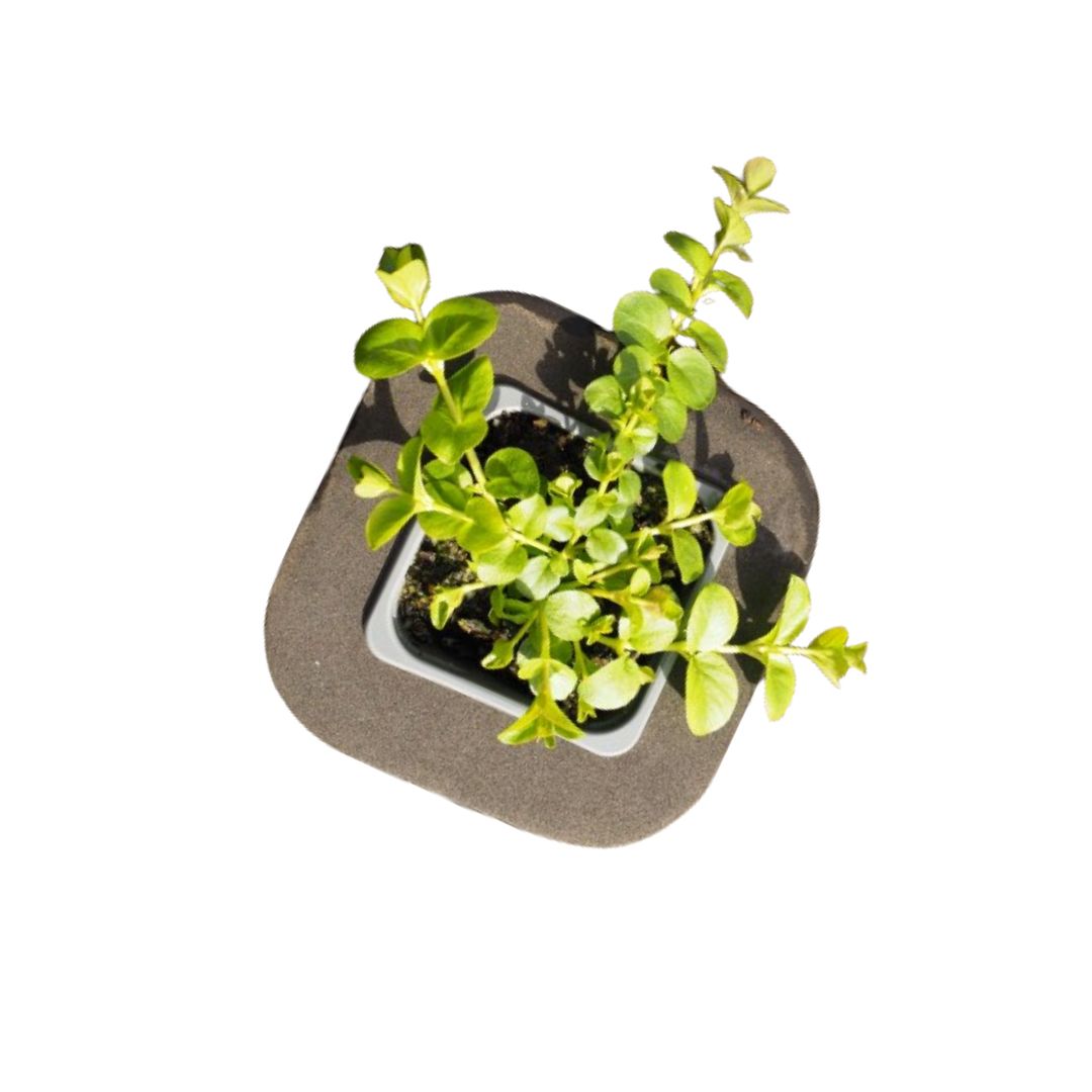 Creeping Jenny Lime (Lysimachia nummularia) 7cm pot with floating ring ( Rare form)