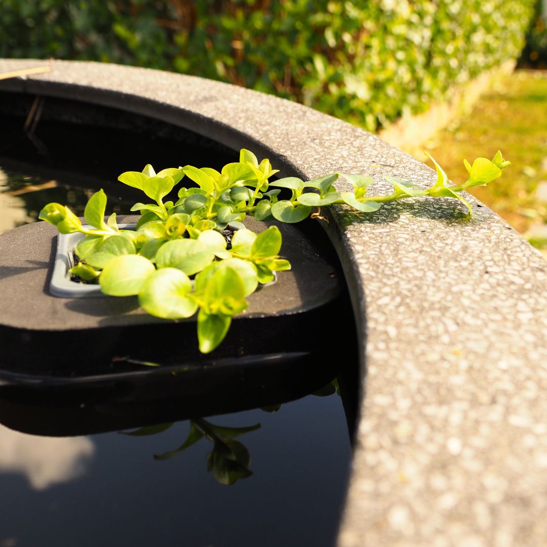 Creeping Jenny Lime (Lysimachia nummularia) 7cm pot with floating ring ( Rare form)