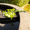 Creeping Jenny Lime (Lysimachia nummularia) 7cm pot with floating ring