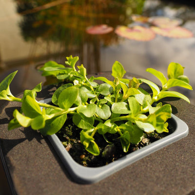 Creeping Jenny Lime (Lysimachia nummularia) 7cm pot with floating ring