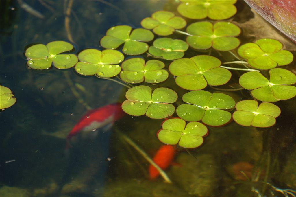 Marsilea Mutica Nardoo (Water Clover) Pond Plant with Floating Ring