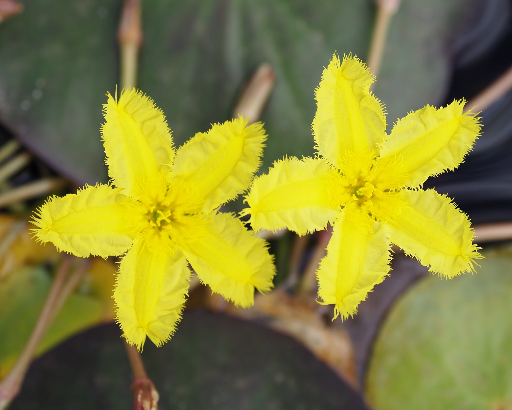 Marbled Marshwort (Nymphoides spinulosperma) Native Pond Plant