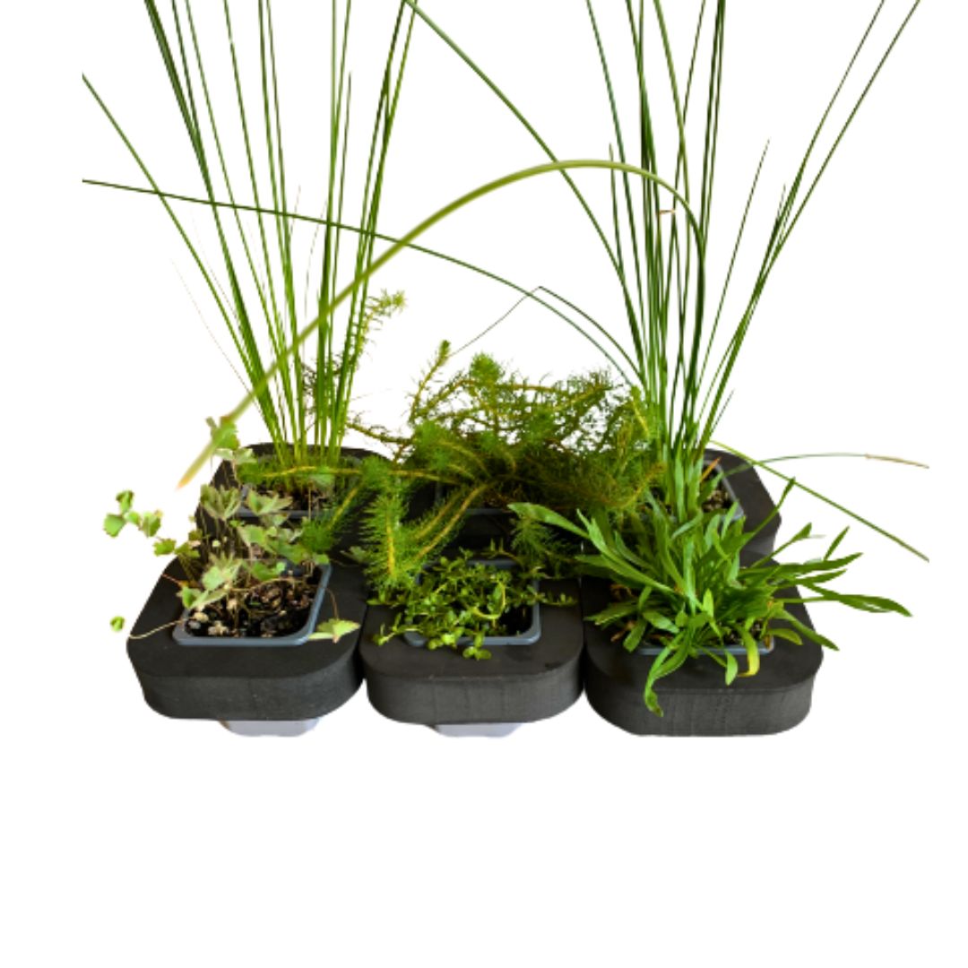 Native Pond Plant Starter Pack 2 includes 7cm Floating Rings