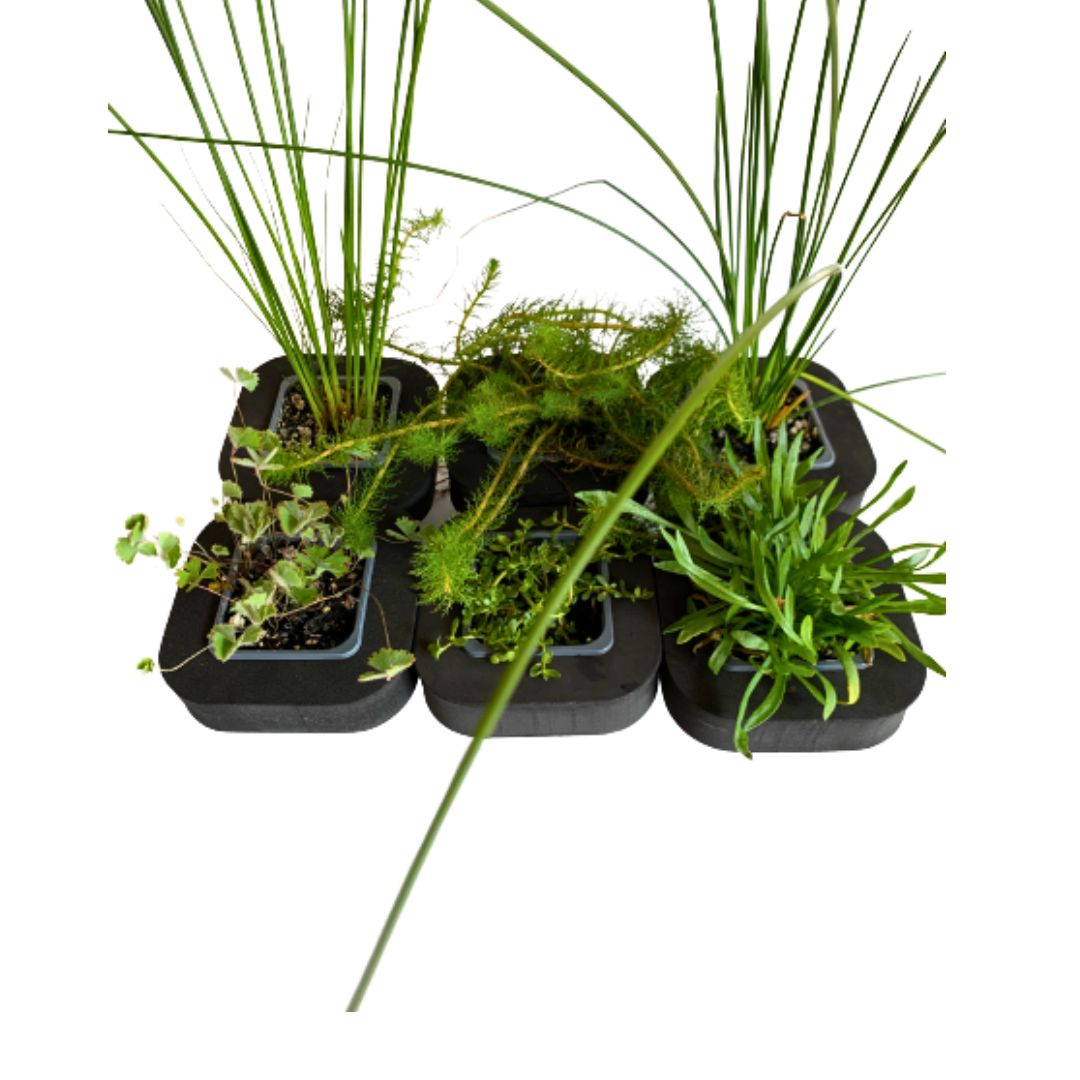 Native Pond Plant Starter Pack 2 includes 7cm Floating Rings