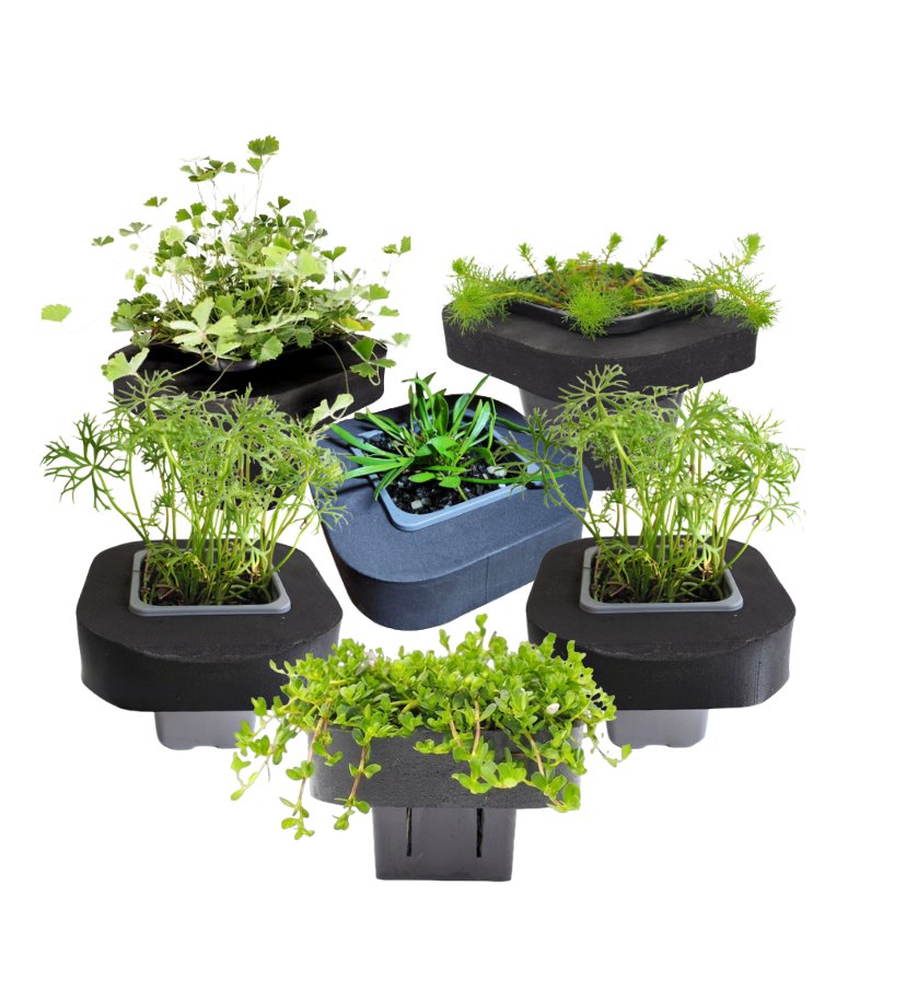 Native Pond Plant Starter Pack 2 includes 7cm Floating Rings