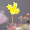 Marbled Marshwort (Nymphoides spinulosperma) Native Pond Plant with Stunning Yellow Fringed Flower