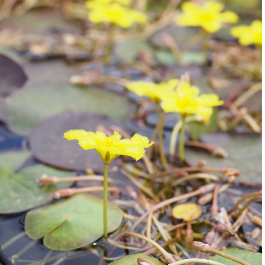 Marbled Marshwort (Nymphoides spinulosperma) Native Pond Plant with Stunning Yellow Fringed Flower