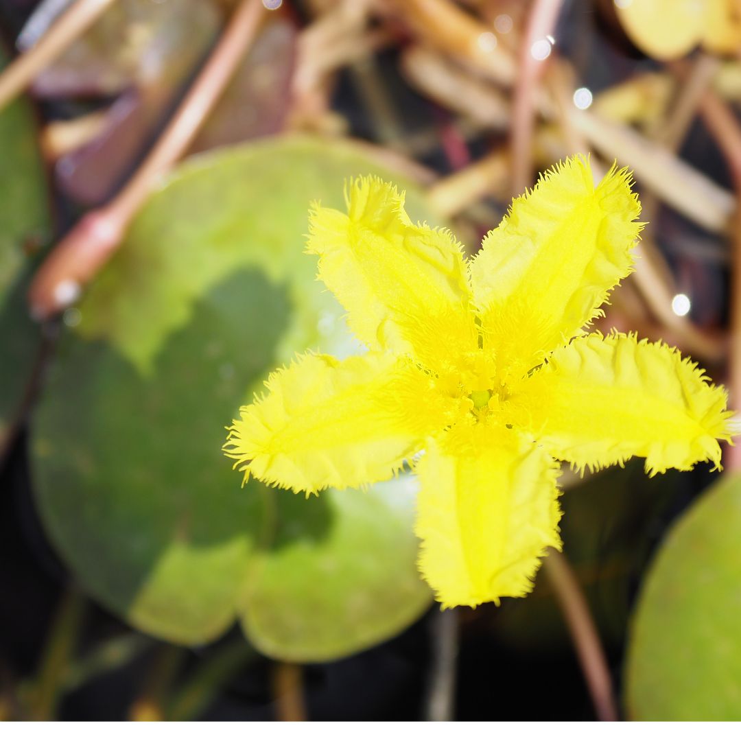 Marbled Marshwort (Nymphoides spinulosperma) Native Pond Plant with Stunning Yellow Fringed Flower