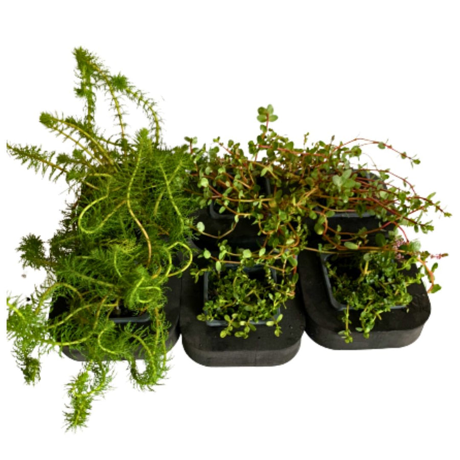 Buy Oxygenating Pond Plants Online Australia Shop Aquatic Oxygenators