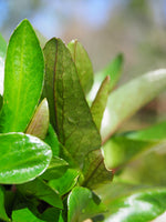Greater Spearwort (Ranunculus lingua) pond plant
