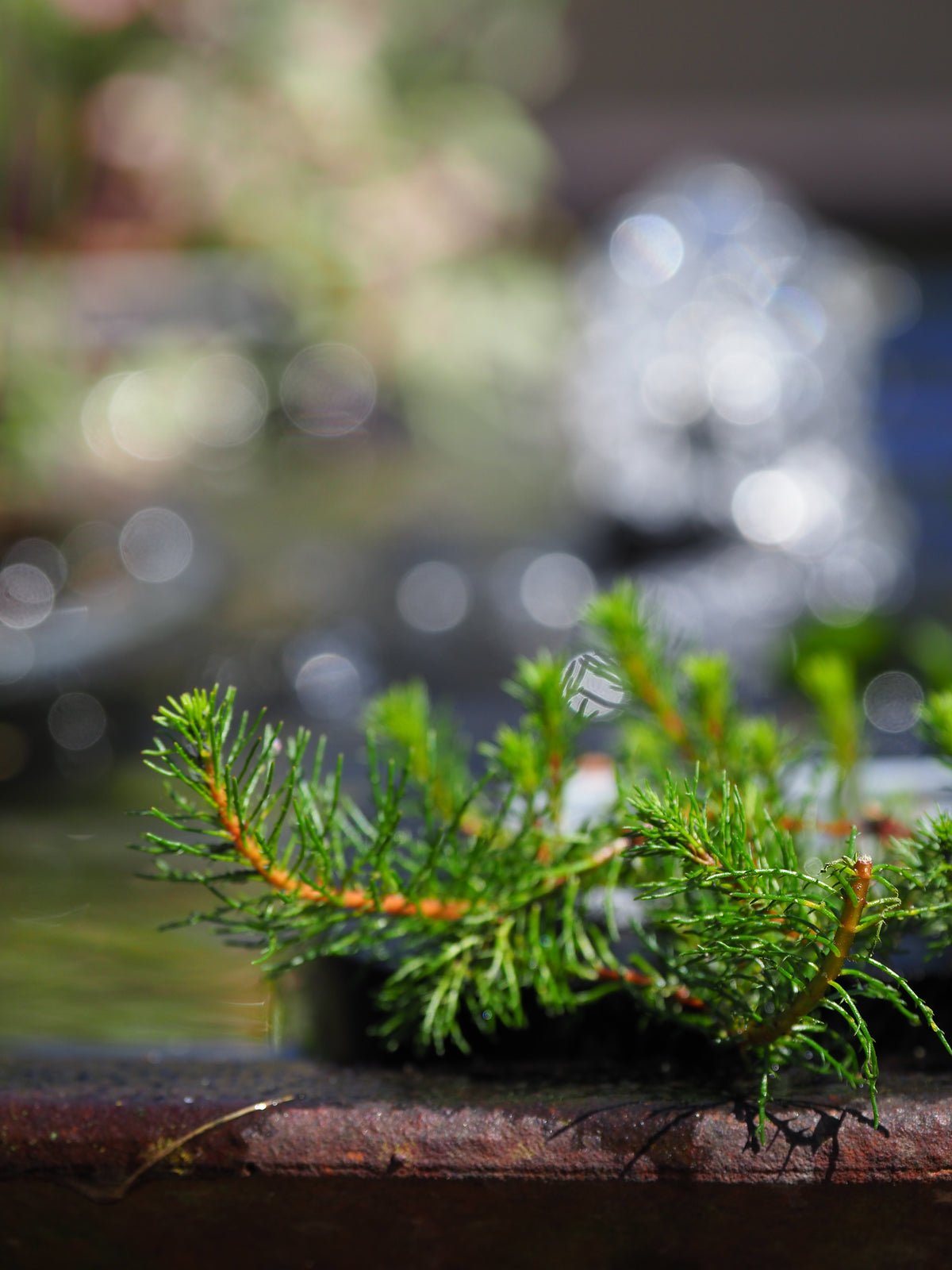 Red DragonFly Milfoil (Myriophyllum papillosum Dragonfly) with Floating Ring