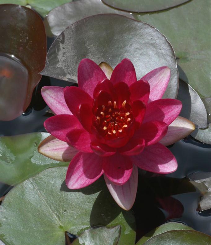 Perry's Baby Red Hardy Water Lily (Nymphaea) - Corm only