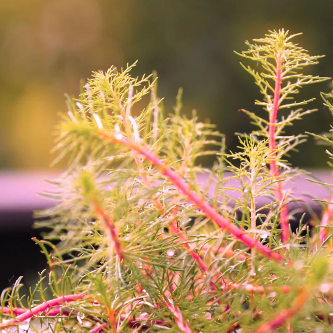 Red DragonFly Milfoil (Myriophyllum papillosum Dragonfly) with Floating Ring