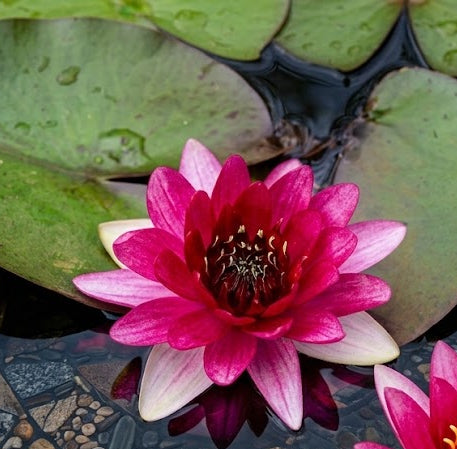 Regal Red Hardy Water Lily (Nymphaea) - Corm only