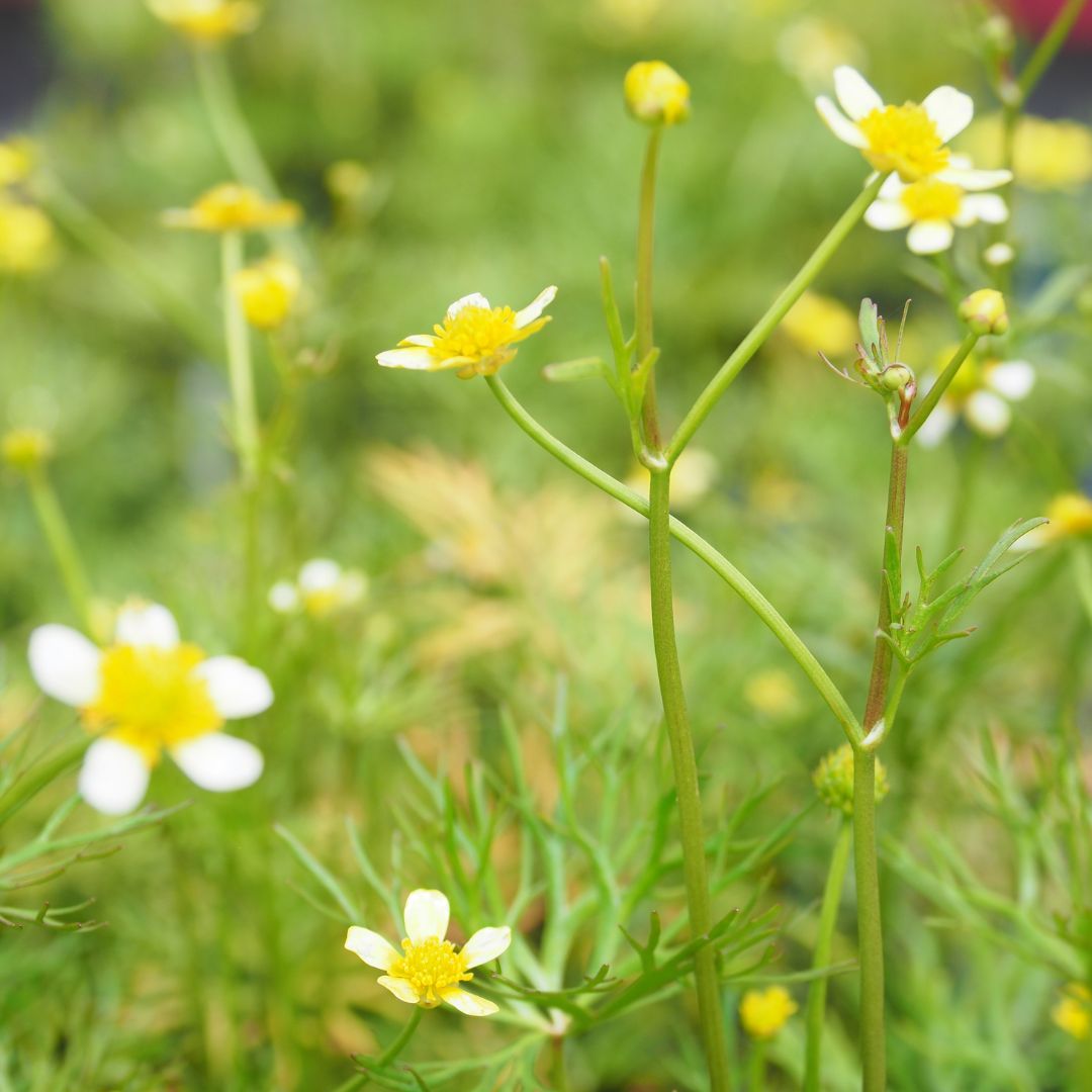 River Buttercup Pond Plant Australia