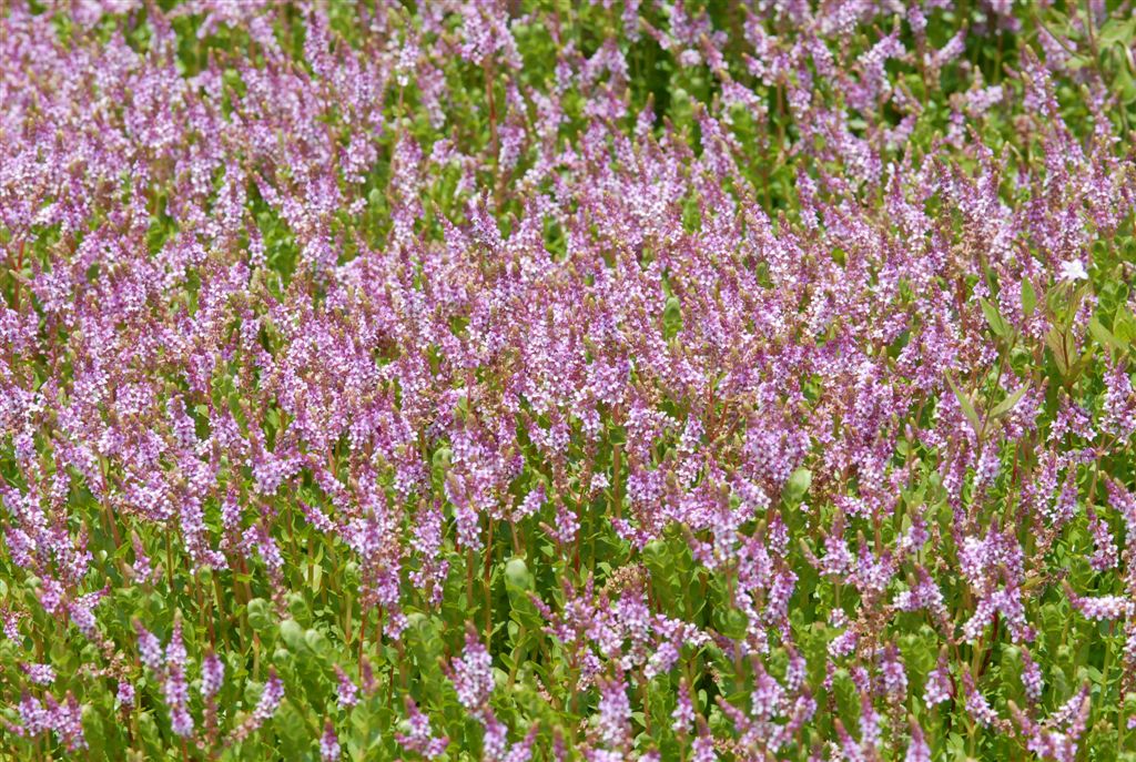 Buy Pond Plants Online Australia | Pink Rotala (Rotala roundifolia ...