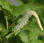 Saururus Cernuus  Lizards Tail Pond Plant in Flower Australia